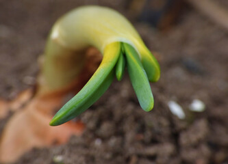 onion plant