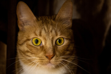 Naklejka premium Close-up of the red cat's muzzle with bright eyes