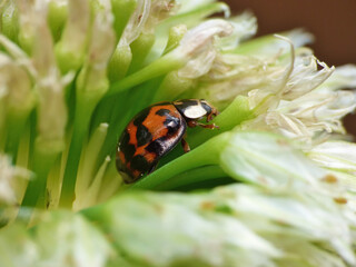 Macro Ladybug