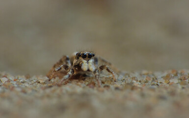 Zebra Jumping Spider