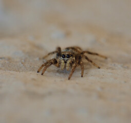 Zebra Jumping Spider