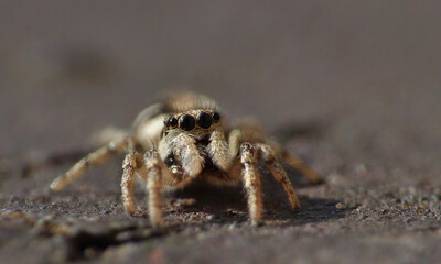 Zebra Jumping Spider