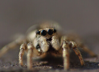 Zebra Jumping Spider