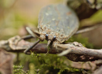 Nepidae water scorpion - UK