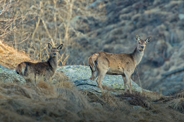Naklejka na ściany i meble Wild female red deer and fawn (Cervus elaphus) standing in an alpine meadow at sunrise on a winter day, Italian Alps.