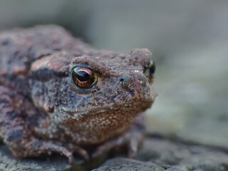 toad