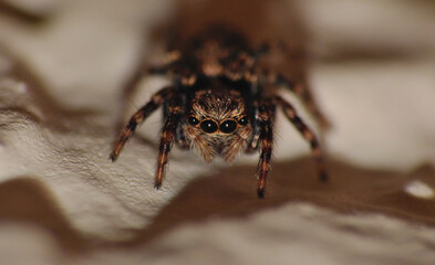 Jumping spider