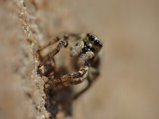 Jumping spider
