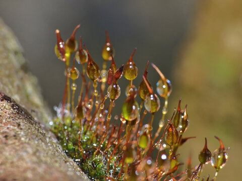 sporophytes moss close up