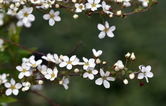 Winzige Bl&uuml;ten einer Spirae