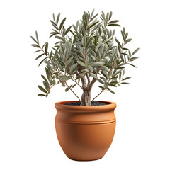 Olive tree plant in terracotta pot. Illustration isolated on transparent background. generative ai