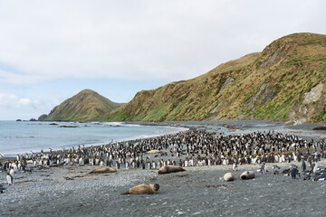 penguin colony on the beach