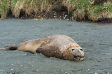 Elefant seal on the beach