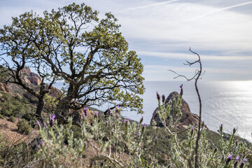 Paysage de montagne dans le massif de l'Esterel en bord de mer sur la Côte d'Azur dans le Sud de la France
