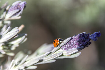 Coccinelle sur un brin de lavande en fleur au printemps