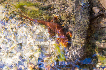 A California newt in a stream off a hiking trail in Malibu, California