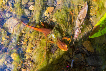 A California newt in a stream off a hiking trail in Malibu, California