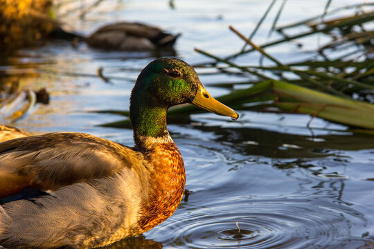 Picture of a mallard ducks at woodley park in los angeles california.