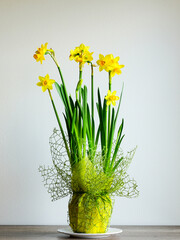 Small yellow daffodils in a pot covered with yellow paper and decorative mesh