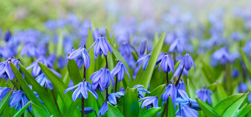 spring nature background with blue wild flowers in early spring