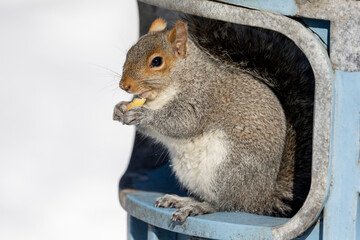 Eastern Grey Squirrel feeding in winter