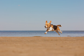 beagle dog runs on seashore against blue sky. pet is playing and having fun outdoors. workout jogging on beach. cute pooch jumps and frolics. fitness classes with a retriever, hunting hound