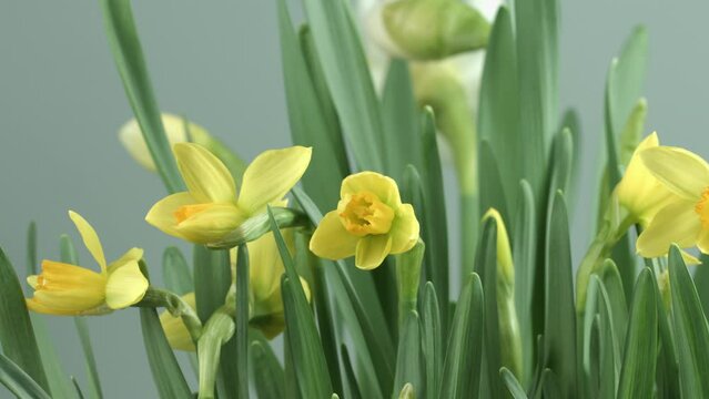 Daffodils, Narcissus, yellow Daffodil spring flowers opening, blooming time lapse, Easter background, bouquet. Beautiful Spring Easter daffodils growing, beauty flower.
