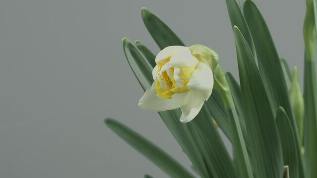 Daffodils, Narcissus, white Daffodil spring flower opening, blooming time lapse, Easter background, bouquet. Beautiful Spring Easter daffodils growing, beauty flower.