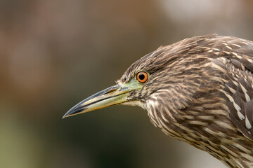 Portrait of a beautiful juvenile Night Heron (Nycticorax nycticorax). Noord Brabant in the Netherlands. Green background.                                