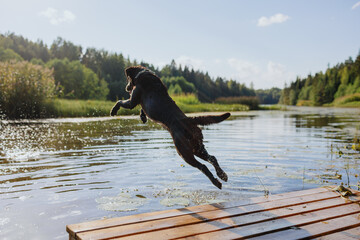 dog chocolate labrador retriever jumps into lake from pier, pet in flight over water. waterfowl...