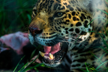 close up portrait of a leopard