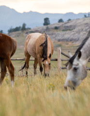 Obraz na płótnie Canvas Horses grazing in a herd.