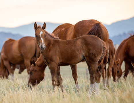 Stuten Bilder Durchsuchen 344,890 Archivfotos, und