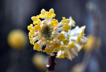 Blüte eines Papierbuschs
