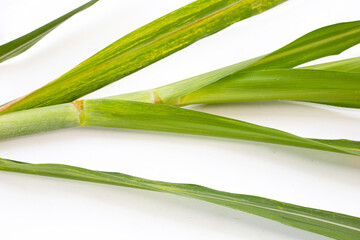 Sugar cane leaves on white background.