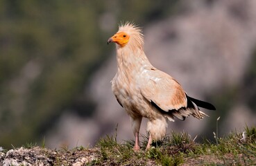 Vautour percnoptère