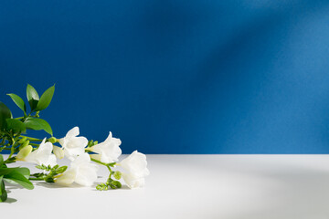 Bright green branches, white freesia flowers with soft shadows on empty deep blue background....