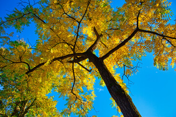 Gleditsia triacanthos