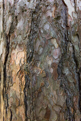 Tree-trunk, Tree bark