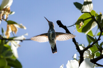The flight of the Glittering-throated Emerald hummingbird. The specie Chionomesa fimbriata also know as Beija-flor. Birdwatching. Animal World