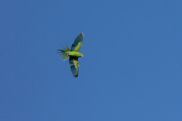 The flight of the Plain Parakeet  also known as the Periquito. Species Brotogeris chiriri. Birdwatching. Birding. Parrot.