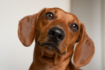 dachshund puppy portrait