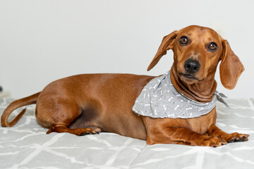 dachshund with bandana