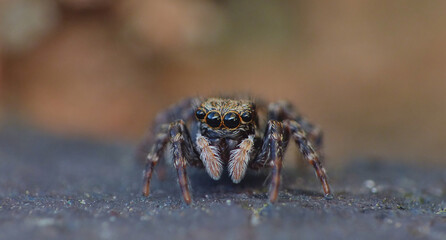 Jumping spider