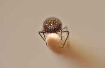 aphid on cocktail stick