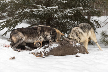 Fototapeta na wymiar Wolf (Canis lupus) Pack Snarl at Each Other at White-Tail Deer Body Winter