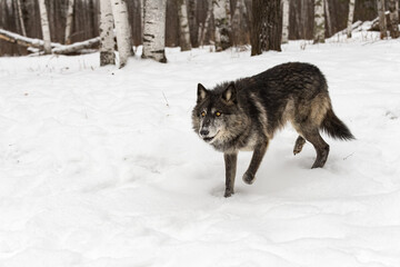 Black-Phase Wolf (Canis lupus) Looks Up While Stepping Through Snow Winter