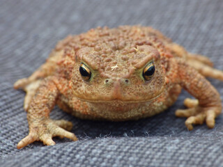 toad