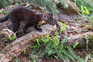 American Pine Marten (Martes americana) Kit Stands Paw on Log Summer