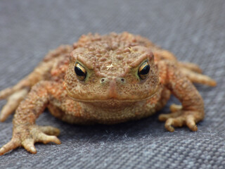 toad